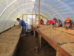 Dark Roast Coffee Beans Don Tomas Coffee (1 Pound) - Super Rich, Great Aroma Nicaraguan Coffee - Whole Coffee... N13