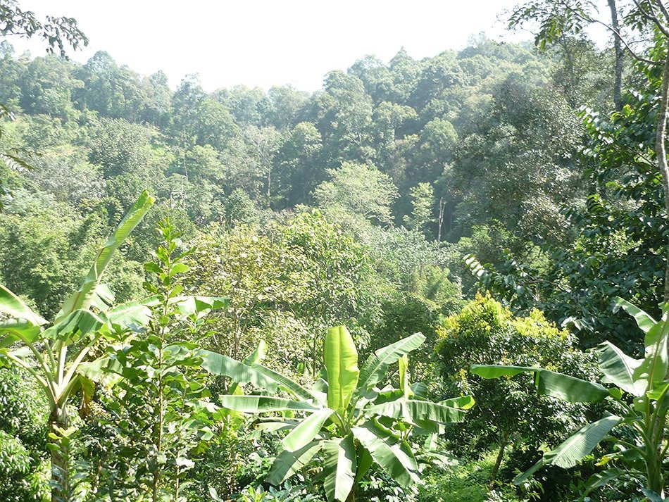 Paradise Mountain, Rare Thailand Peaberry, Certified Organic, Fair Trade, Whole Bean Coffee 16oz N4