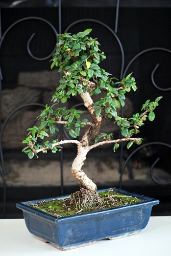 9GreenBox - Fukien Tea Bonsai with 6" Ceramic Pot