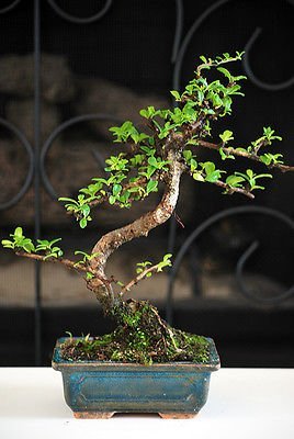 9GreenBox - Fukien Tea Bonsai with 6" Ceramic Pot N2