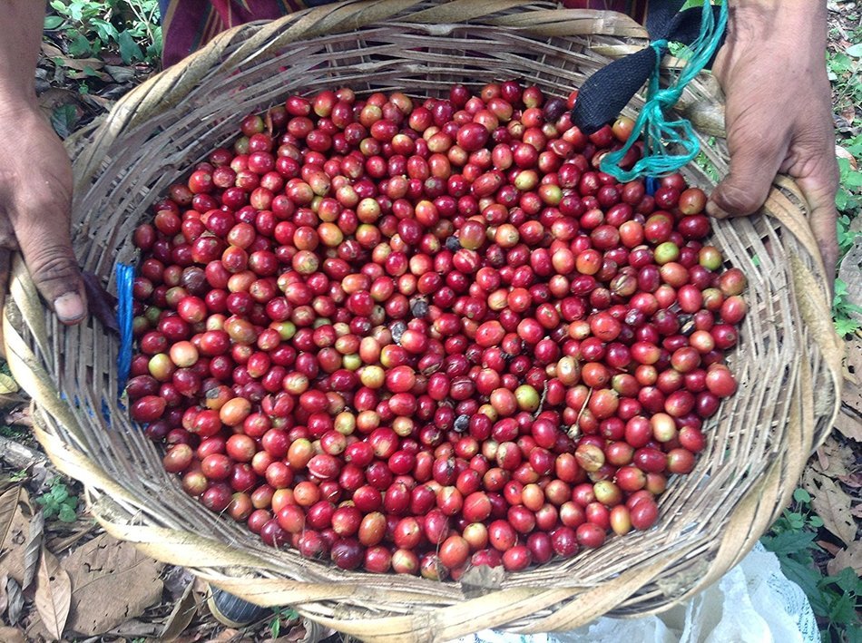 Dark Roast Coffee Beans Don Tomas Coffee (1 Pound) - Super Rich, Great Aroma Nicaraguan Coffee - Whole Coffee... N7