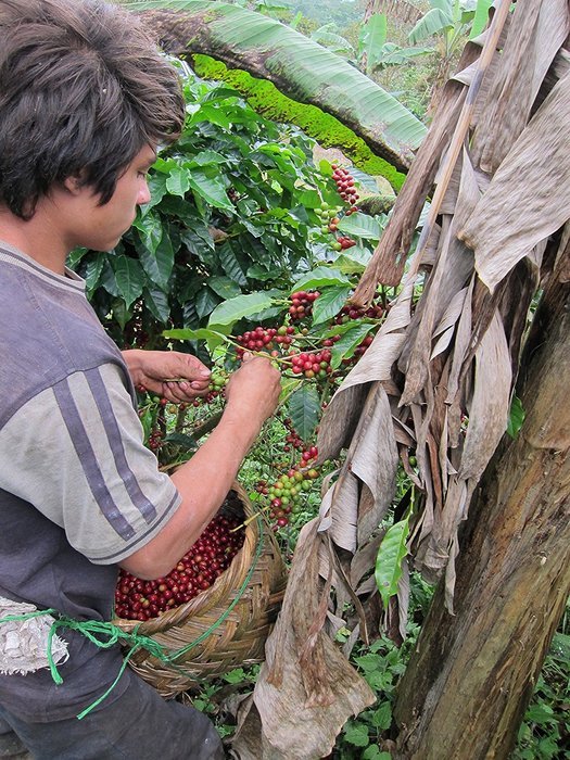 Dark Roast Coffee Beans Don Tomas Coffee (1 Pound) - Super Rich, Great Aroma Nicaraguan Coffee - Whole Coffee... N10