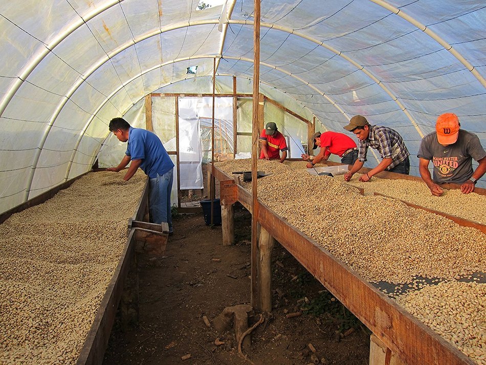 Dark Roast Coffee Beans Don Tomas Coffee (1 Pound) - Super Rich, Great Aroma Nicaraguan Coffee - Whole Coffee... N13