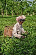 Vintage Earl Grey by Ghograjan Tea Estate - Loose Leaf Blend Direct From Assam India Plantation (7 oz) N3