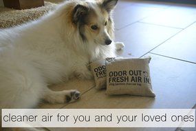 100% Natural Air Freshener Bamboo Charcoal Bags (2x200g) by Say &amp; Sincere N3