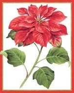 Entertaining with Caspari Red Amaryllis Holiday Cards with Unlined Envelopes, Box of 16