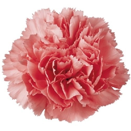 3D Jelly Cake Tools specially -Type 4 - Carnation flower - 5 pcs/set