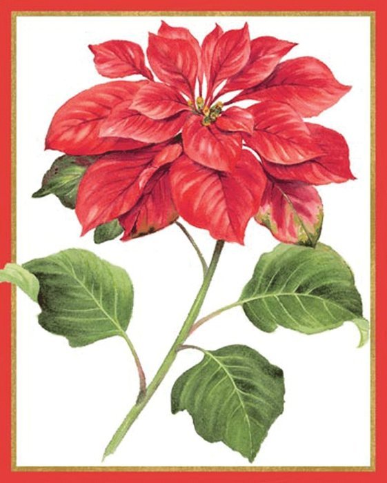 Entertaining with Caspari Red Amaryllis Holiday Cards with Unlined Envelopes, Box of 16