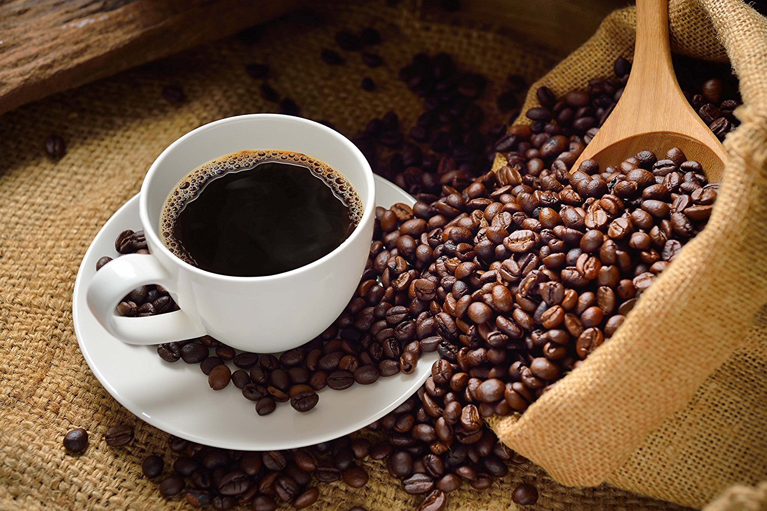 Jungle Coffee Beans Costa Rican Organic Dark Roast Whole Bean (1 lb) Gourmet Best Coffee