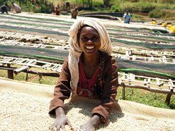 Ethiopian Yirgacheffe Washed Grade 1 Coffee Beans (Medium Roast (Full City +), 3 Pounds Whole Beans) N4