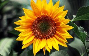 3D Jelly Cake Tools specially -Type 1 - Sunflower - 5 pcs/set