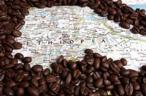 Ethiopian Yirgacheffe Washed Grade 1 Coffee Beans (Medium Roast (Full City +), 3 Pounds Whole Beans) N8