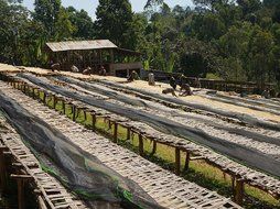Ethiopian Yirgacheffe Washed Grade 1 Coffee Beans (Medium Roast (Full City +), 3 Pounds Whole Beans) N10