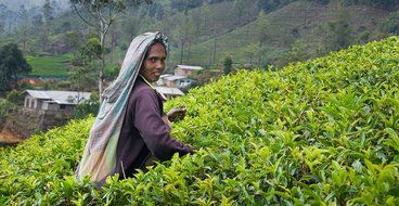 Basilur | Original English Breakfast Tea | Ultra- Premium Ceylon Black Tea | Specialty Classics Collection | Single... N8