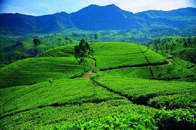 Basilur | Original English Breakfast Tea | Ultra- Premium Ceylon Black Tea | Specialty Classics Collection | Single... N12