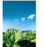 fujiKale Organic Kale Powder, Box - 30 individual packets (5g ea) N4