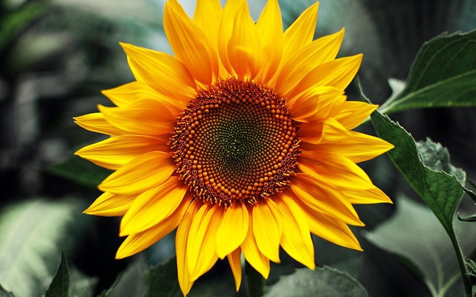 3D Jelly Cake Tools specially -Type 1 - Sunflower - 5 pcs/set