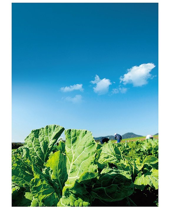 fujiKale Organic Kale Powder, Box - 30 individual packets (5g ea) N4