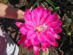 3D Jelly Cake Tools specially -Type 7 - Epiphyllum flower - 5 pcs/set