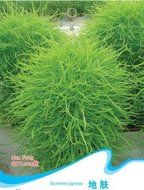 Free Shippingchinese Medicine Series Air Purifying Indoor Oxygen For Medicinal Seed Broomsedge Mingmu