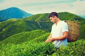 Jasmine Green Tea - Imperial Grade - Pure Loose Leaf Tea - From Fujian China (100g) 3.5 oz N36