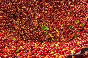 Laderas del Tapias Castillo Natural Whole Bean Colombian Coffee N7