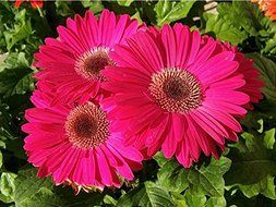 3D Jelly Cake Tools specially -Type 3 - Gerbera flowers - 5 pcs/set N2