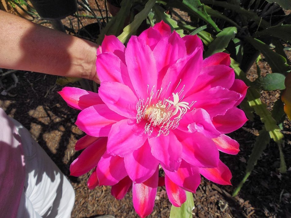 3D Jelly Cake Tools specially -Type 7 - Epiphyllum flower - 5 pcs/set