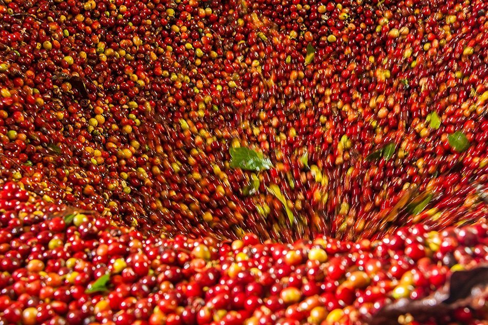 Laderas del Tapias Castillo Natural Whole Bean Colombian Coffee N7