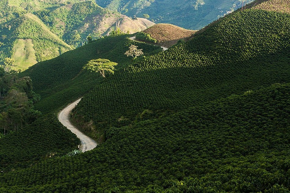 Laderas del Tapias Castillo Natural Whole Bean Colombian Coffee N8