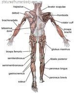 Body Muscle Diagram