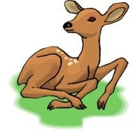 Baby Deer Clip Art N4