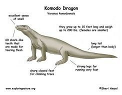 Komodo Dragon Diagram
