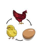 Bird Life Cycle