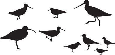 birds black Silhouette drawing