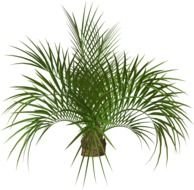 Clipart of Palm Tree