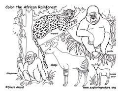 Rainforest Animals Coloring Pages