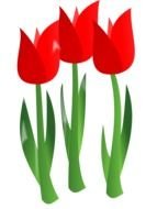 drawing of red tulips on a white background