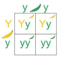 Punnett Square