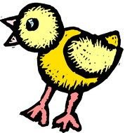 isolated drawn chick