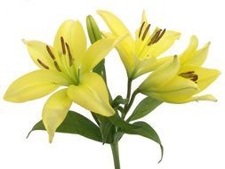 photo of three yellow lilies on a white background