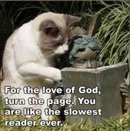 Funny Cat Memes With Captions