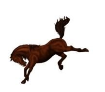 Bucking Horse