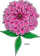 Beautiful drawing of the pink dahlia flower clipart