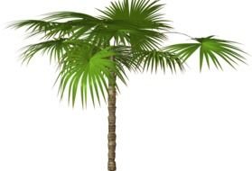 palm tree with green leaves on transparent background