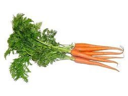 Clip art of natural Carrots