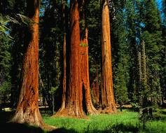 giant redwood trees california N2