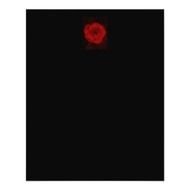 Rose Red Color