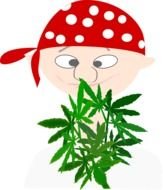 clipart pirate with green leaves
