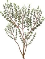 Thyme as graphic illustration